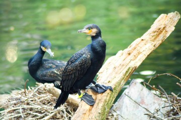 The great cormorant Phalacrocorax carbo, known as the black shag in New Zealand and formerly also known as the great black cormorant across the Northern Hemisphere, the black cormorant in Australia