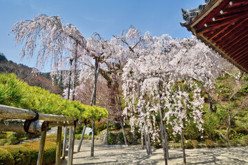 Fototapeta na wymiar 善峯寺の枝垂れ桜