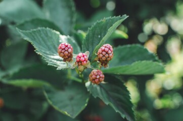 Branch of blackberries in the garden on a green background.Blackberries on a branch close-up. Blackberry Bush. Collecting berries. Ripe blackberries on a green background. Healthy food for vegans.