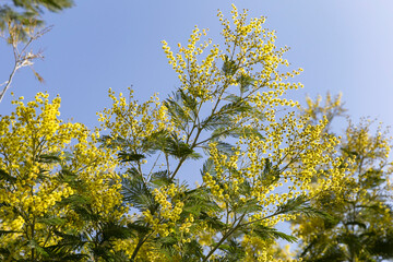 Turkey. Istanbul. Blooming mimosa. Mimosa branches with flowers.