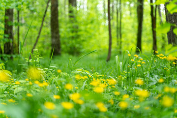 flowers of a yellow buttercup on a background of green grass.