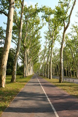 an impressive alley of plane trees in the big city
