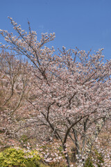 Fototapeta premium 善峯寺の楼