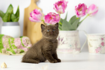 Little kitten breed of British shorthair on the kitchen. Beautiful yang cat. Spring decor home