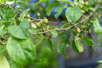 green small ovaries of apples on a branch