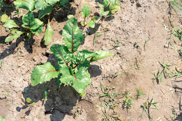 beds with young beet sprouts on the farm