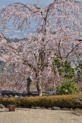 善峯寺の枝垂れ桜
