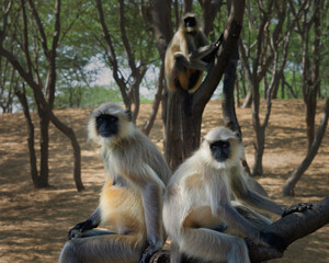 Black faced langurs grooming, Rajasthan, India.