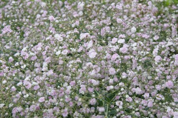 Obraz premium Gypsophila paniculata, Bristol Fairy. Flowers. 