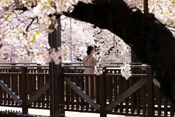 旅先で桜並木を散策する若い女性