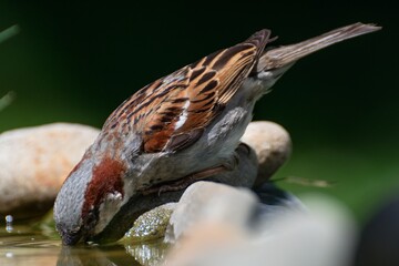 House sparrows, Passer domesticus -male- on stones drinks water. Czechia. Europe.