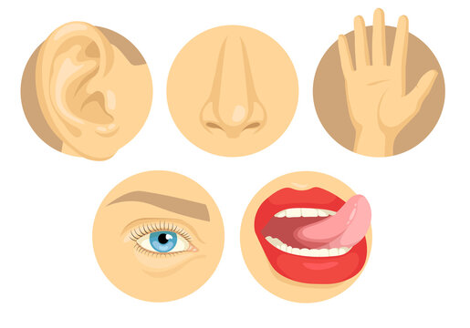 Cartoon set of human sense organs flat vector illustration. Five senses of touch, sight, smell, taste, hearing with hand, eye, nose, tongue, ear colorful images. Anatomy, body, perception concept