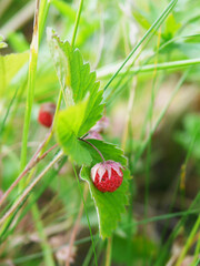 ripe wild berries strawberries in the meadow