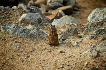 squirrel on the rock