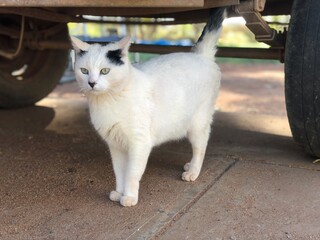 車の下の白黒猫
