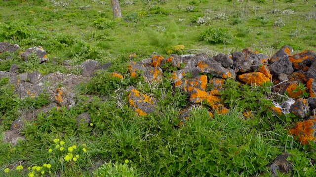 rural landscape of Sicily, lush plants and orange lichens on decay dry wall, tilt on bare tree and old volcanic cone in Etna Park