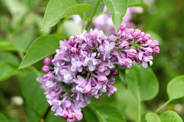 A branch of lilac flowers with green leaves close-up on a blurred background.