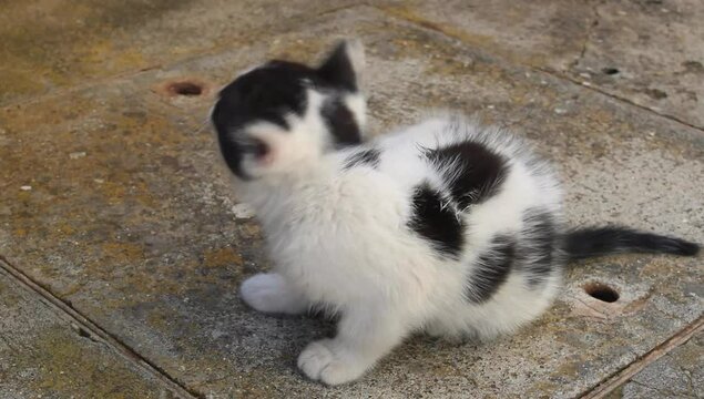 Un gato de tonos blancos y negros jugando 