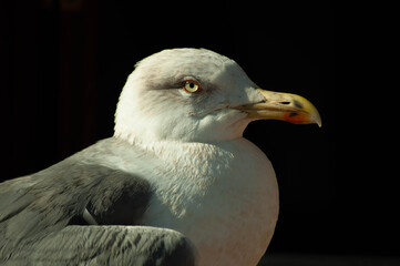 Portrait of a seagull outdoors