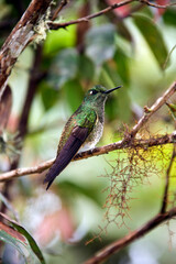 Buff-tailed Coronet Hummingbird - Mindo Cloud Forest - Ecuador
