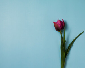 Greeting card with pink tulip on blue background 