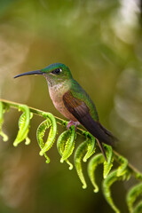 Fawn-breasted Brilliant Hummingbird - Mindo Cloud Forest - Ecuador