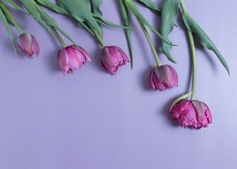 Greeting card with pink tulips on purple background 