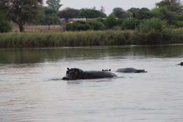 Fototapeta premium hippo in the water