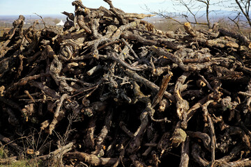 Grapevine wine in a vineyard