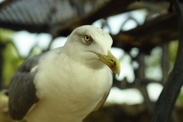Portrait of a seagull outdoors