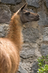 Llama on a farm - Ecuador - South America