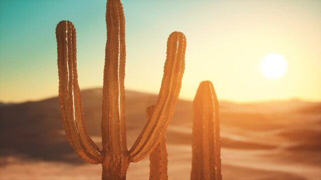 Saguaro Cactus on the Sonoran desert in Arizona