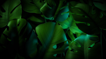 Monstera leaves in a dark tropical forest