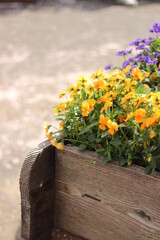 花壇のパンジー