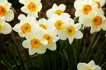 Yellow blooming daffodils at Easter