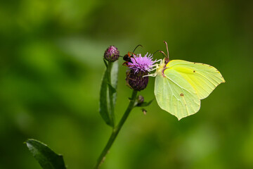 Motyl © Jarek Rymarz