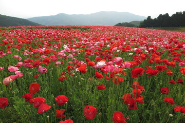 色とりどりに咲くポピー畑
