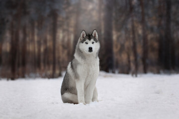 siberian husky on the snow