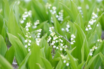 Fototapeta premium かわいいスズランの花が咲く