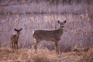 Horizontal side view of young female white-tailed deer and her young standing in field during a golden hour spring morning, Leon-Provancher conservation area, Neuville, Quebec, Canada