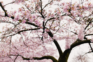 cherry tree blossom
