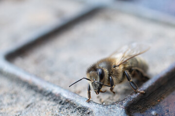 Bee's tongue - bee drinks water 