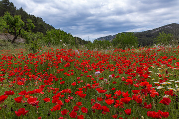 poppy blossom, flowers in Mallorca at springtime