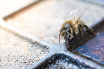 Bee's tongue - bee drinks water 