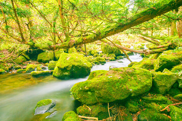 Waterfall among many foliages, In the fall, leaves Leaf color change In Yamagata, Japan. Onsen atmosphere. Moss and fern cling to rocks and branches due to moisture in the Fertile forest. soft focus.