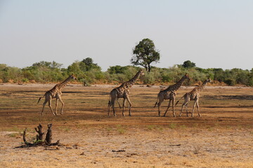 a few giraffes