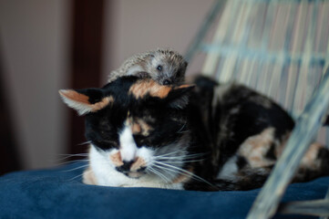 Cat and hedgehog together