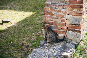 kot siedzący na murze 