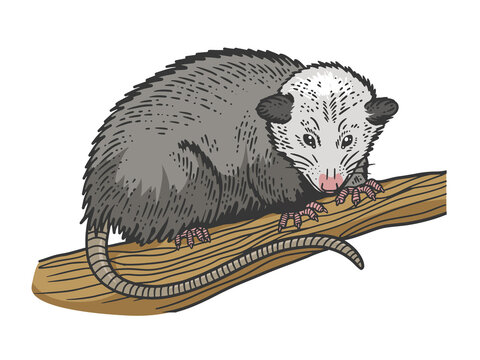 Opossum animal color sketch engraving vector illustration. T-shirt apparel print design. Scratch board imitation. Black and white hand drawn image.