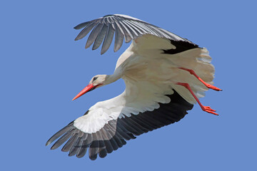 Storch im Pflug aufs Nest